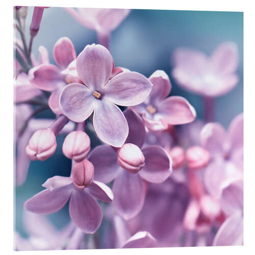 Acrylic print Purple