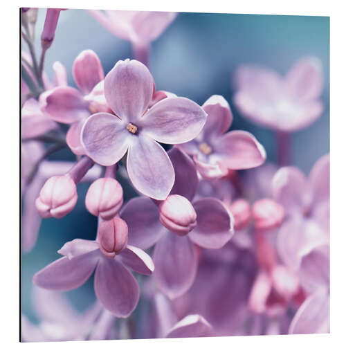 Aluminium print Purple