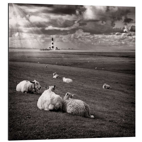 Aluminium print Talking Sheep