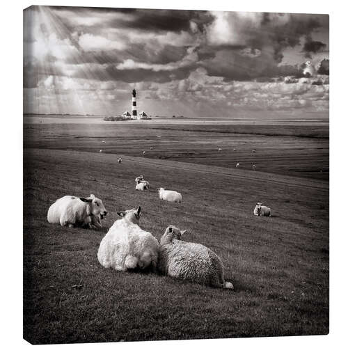 Quadro em tela Talking Sheep