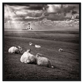 Gerahmter Kunstdruck Schafgespräche