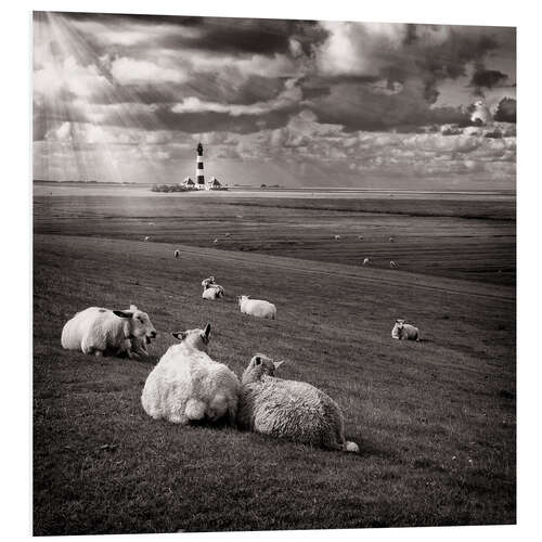 Foam board print Talking Sheep