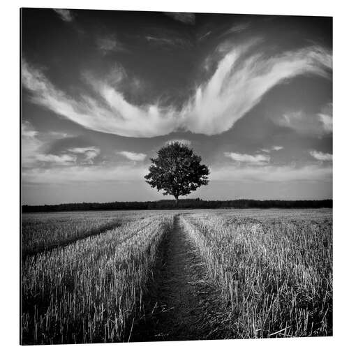 Quadro em alumínio Tree and clouds