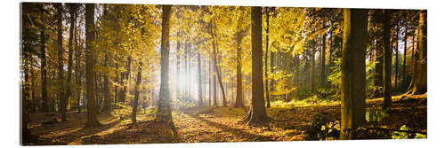 Akrylglastavla Autumn forest backlit with sunshine and yellow autumn leaves