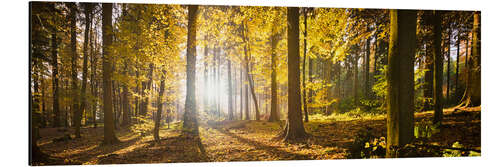 Quadro em alumínio Autumn forest backlit with sunshine and yellow autumn leaves