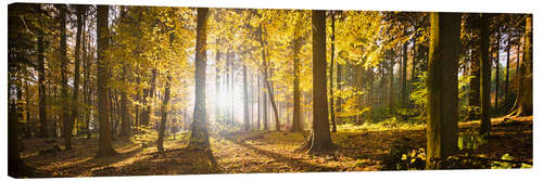 Canvas print Autumn forest backlit with sunshine and yellow autumn leaves