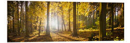 Foam board print Autumn forest backlit with sunshine and yellow autumn leaves