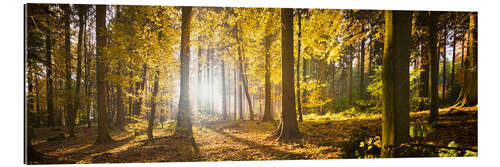 Gallery print Autumn forest backlit with sunshine and yellow autumn leaves