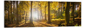 Gallery Print Herbstwald im Gegenlicht mit Sonnenschein und gelbem Herbstlaub