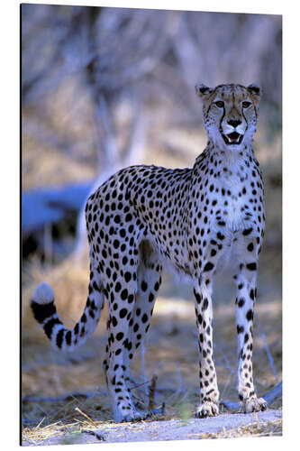 Aluminiumtavla Attentive cheetah