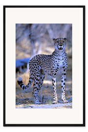Gerahmter Kunstdruck Aufmerksamer Gepard
