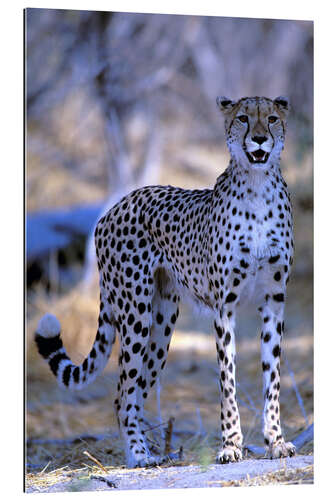 Gallery print Attentive cheetah