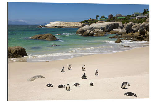 Aluminium print Penguins on Boulders Beach