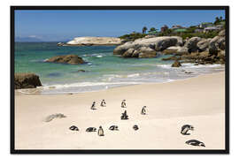 Gerahmter Kunstdruck Pinguine am Boulders Beach