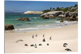 Gallery print Penguins on Boulders Beach