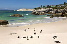 Magnettafel Pinguine am Boulders Beach