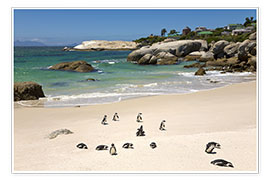 Reprodução  Pinguins na praia de pedregulhos - Paul Thompson