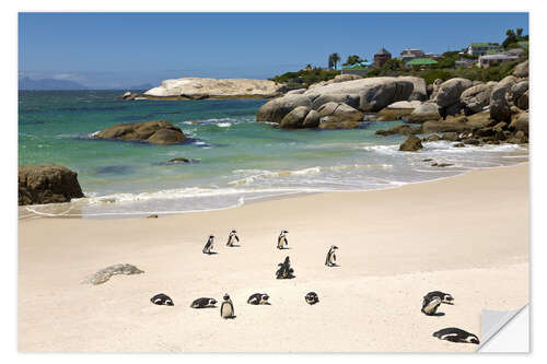 Muursticker Penguins on Boulders Beach