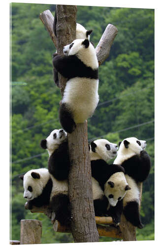 Acrylic print Panda babies on the climbing tree