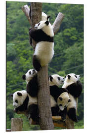 Aluminiumtavla Panda babies on the climbing tree