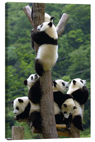 Lienzo Panda bebés en el árbol trepador