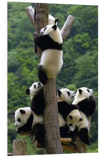 Foam board print Panda babies on the climbing tree