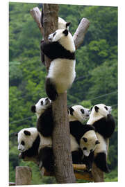 Foam board print Panda babies on the climbing tree