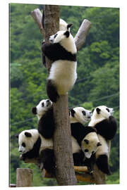 Galleriprint Panda babies on the climbing tree