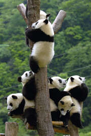 Magnettafel Pandababys auf dem Kletterbaum