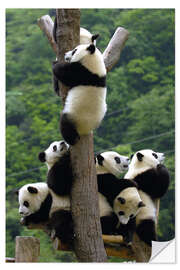 Självhäftande poster Panda babies on the climbing tree