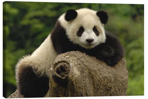 Leinwandbild Süßes Pandababy