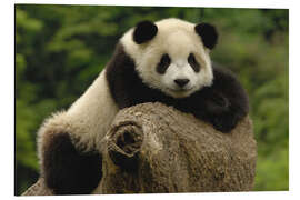 Magnettafel Süßes Pandababy