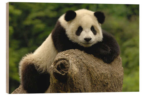 Cuadro de madera Dulce panda bebe