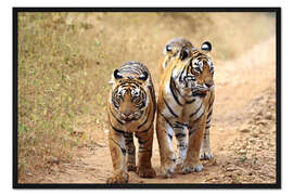 Gerahmter Kunstdruck Bengal Tiger auf der Lauer