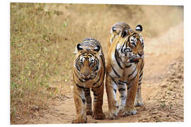 Foam board print Bengal Tiger in wait