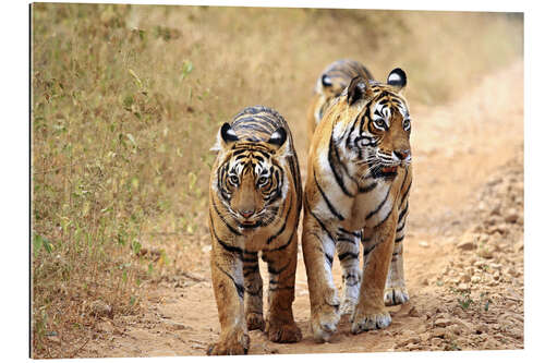 Gallery print Bengal Tiger in wait