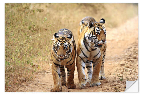 Selvklebende plakat Bengal Tiger in wait