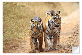 Selvklebende plakat Bengal Tiger in wait