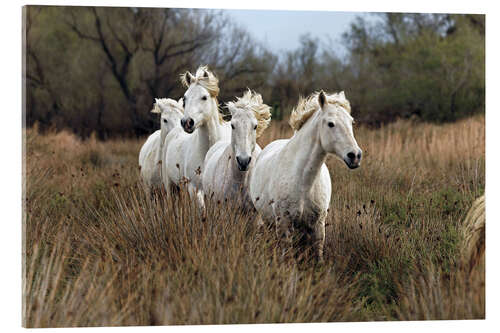 Akryylilasitaulu Camargue horses in the prairie