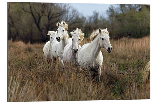 Aluminium print Camargue horses in the prairie