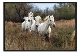 Gerahmter Kunstdruck Camarguepferde in der Prärie