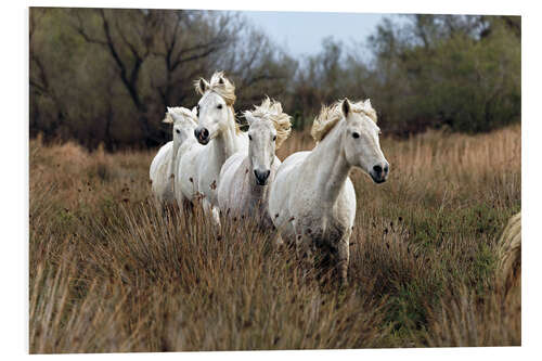 Foam board print Camargue horses in the prairie