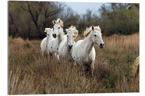 Galleritryck Camargue horses in the prairie