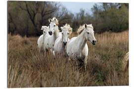 Gallery print Camargue horses in the prairie