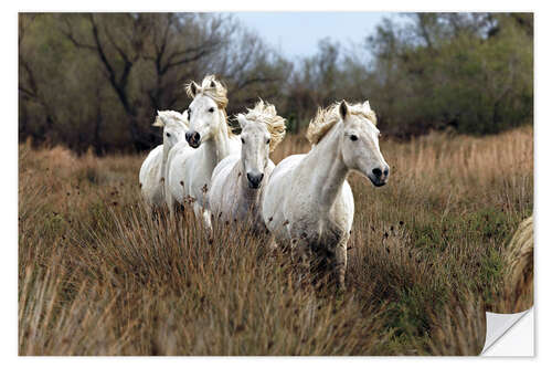 Sisustustarra Camargue horses in the prairie