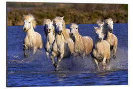 Aluminium print Galloping Camargue horses