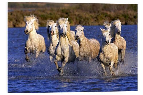 Tableau en PVC Chevaux de camargue galopant dans l'eau