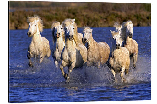 Galleriataulu Galloping Camargue horses