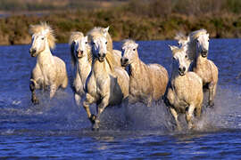 Magnettafel Galoppierende Camarguepferde
