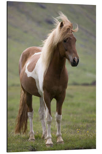 Alumiinitaulu Iceland horse